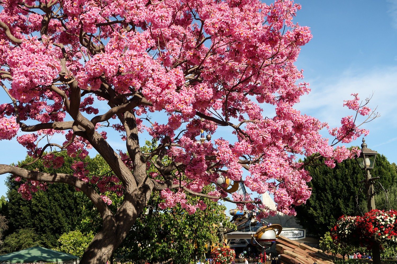 Spring time at Disneyland - 4 All Things Disney